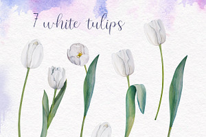 Watercolour Tulips