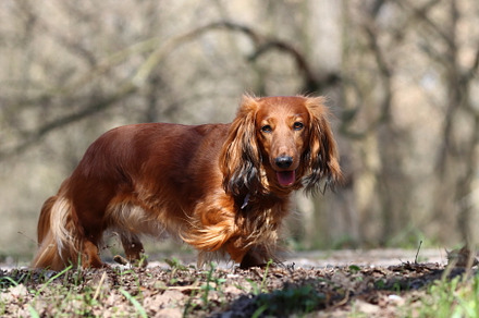 Long haired dachshund