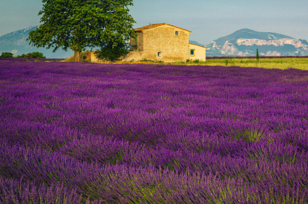 Cultivated fragrant lavender fields, a Nature Photo by Alpine Dreams