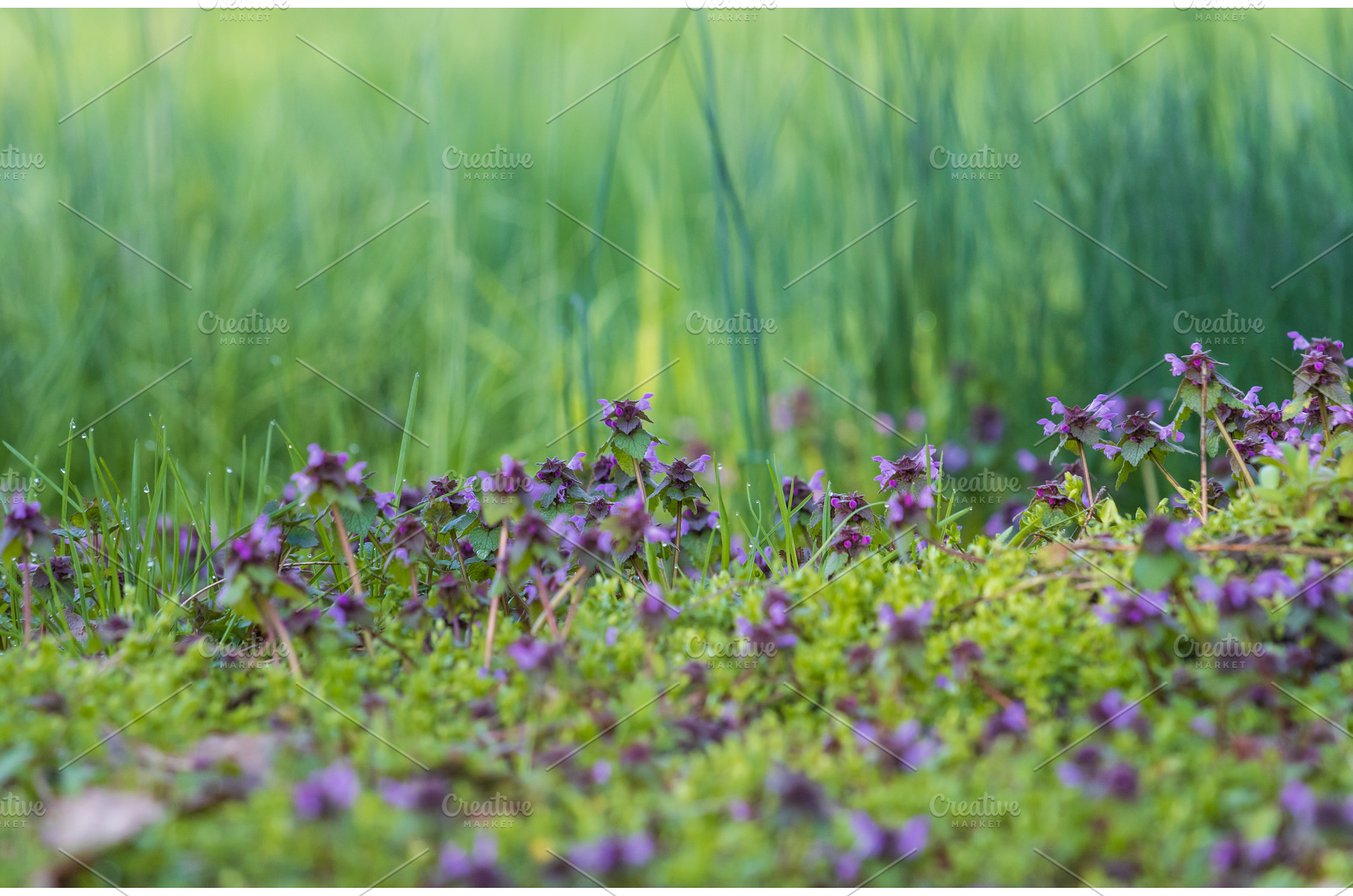 spring first flowers in the forest, a Nature Photo by Pakosta