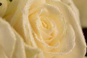 a group of small roses for gifts and other festive events, a Photo by rsoollAI