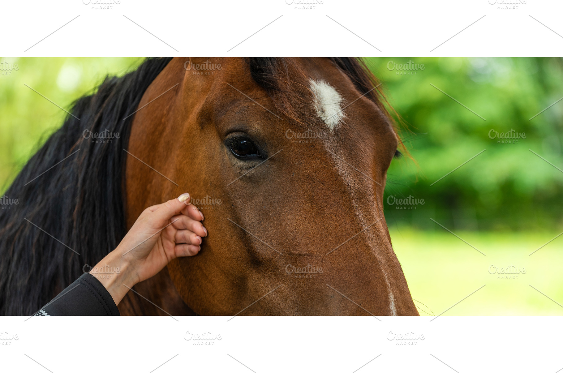 A close-up image of a brown horse's, an Animal Photo by MadPhotos