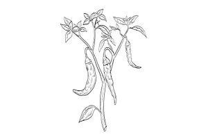 Cayenne Pepper Drawing, an Illustration by patrimonio