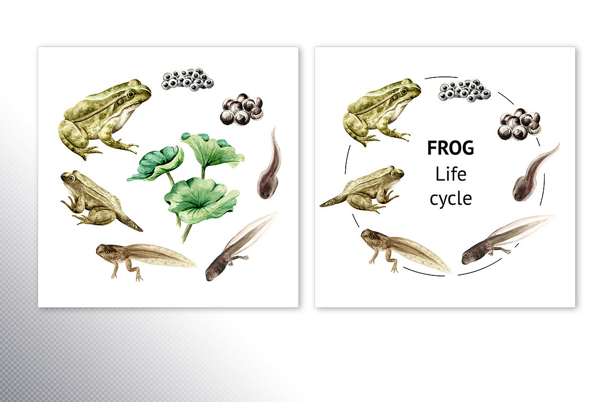 Frog Life Cycle, an Animal Illustration by Daria Ustiugova (Photo 5 of 6)