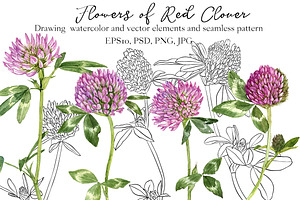 Flowers of Red Clover