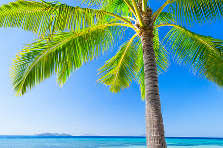 Beauty beach stock photo containing beach and palm, a Nature Photo by saiko3p