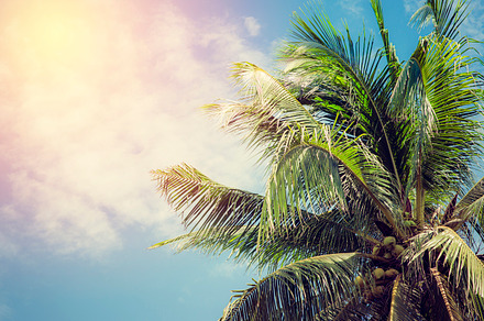 Coconut tree featuring summer, background, and tree, a Nature Photo by Pushish Images