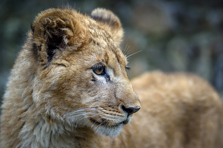 Close up lion cub portrait. Wildlife scene from nature, an Animal Photo by Byrdyak