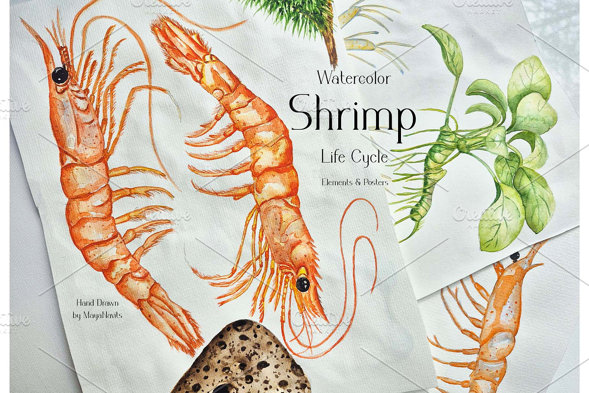 Watercolor Shrimp Life Cycle Set, an Education Illustration by MayaNavits (Photo 7 of 7)