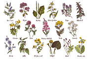 Hand drawn medicinal herbs, a Healthcare Illustration by handsketched (Thumbnail 6 of 14)