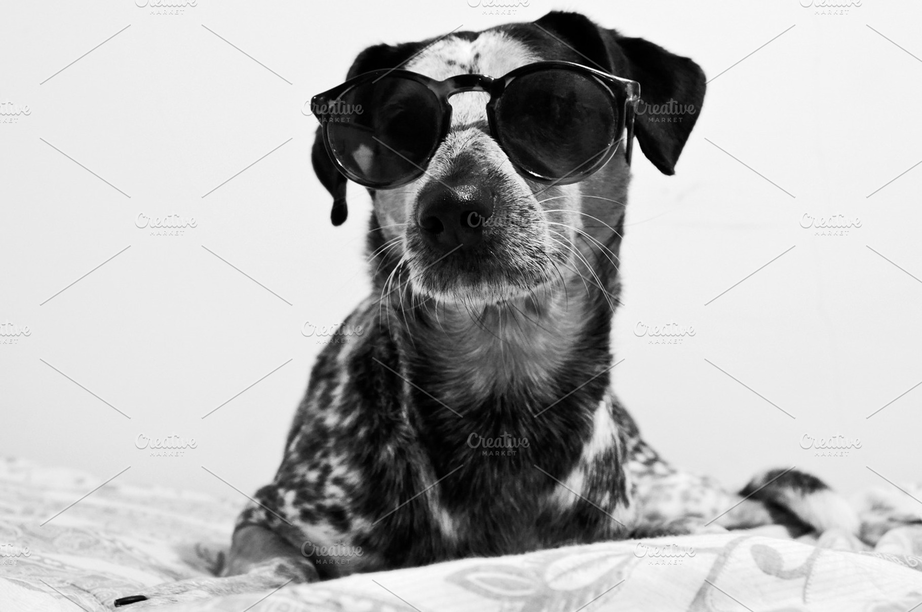 Funny dog with glasses, an Animal Photo by MashaCvijanovic
