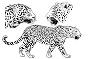LEOPARD, an Animal Illustration by Tanya Akhmett (Thumbnail 5 of 9)