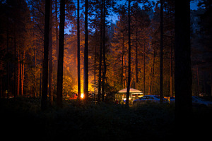 Campfire Light in the Forest Night