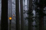 October Forest Walk, a Nature Photo by Wellness Stock Market (Thumbnail 1 of 2)