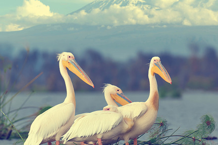 Pelican containing pelican, bird, and nature, an Animal Photo by Byrdyak