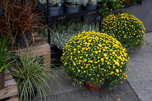 Bright yellow potted chrysanthemum bushes displayed outdoors on, a Photo by Imaginarium