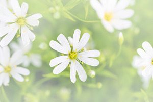 Wild white flowers panorama, a Nature Photo by Vapi
