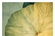 Bief Co · Botanical Leaf Backgrounds, a Texture Illustration by milatovar (Thumbnail 17 of 21)