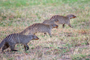 Banded mongoose group walking across savanna, an Animal Photo by Byrdyak