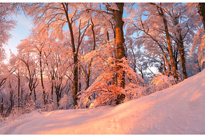 Fairy mountain snowy forest in, a Nature Photo by den-belitsky