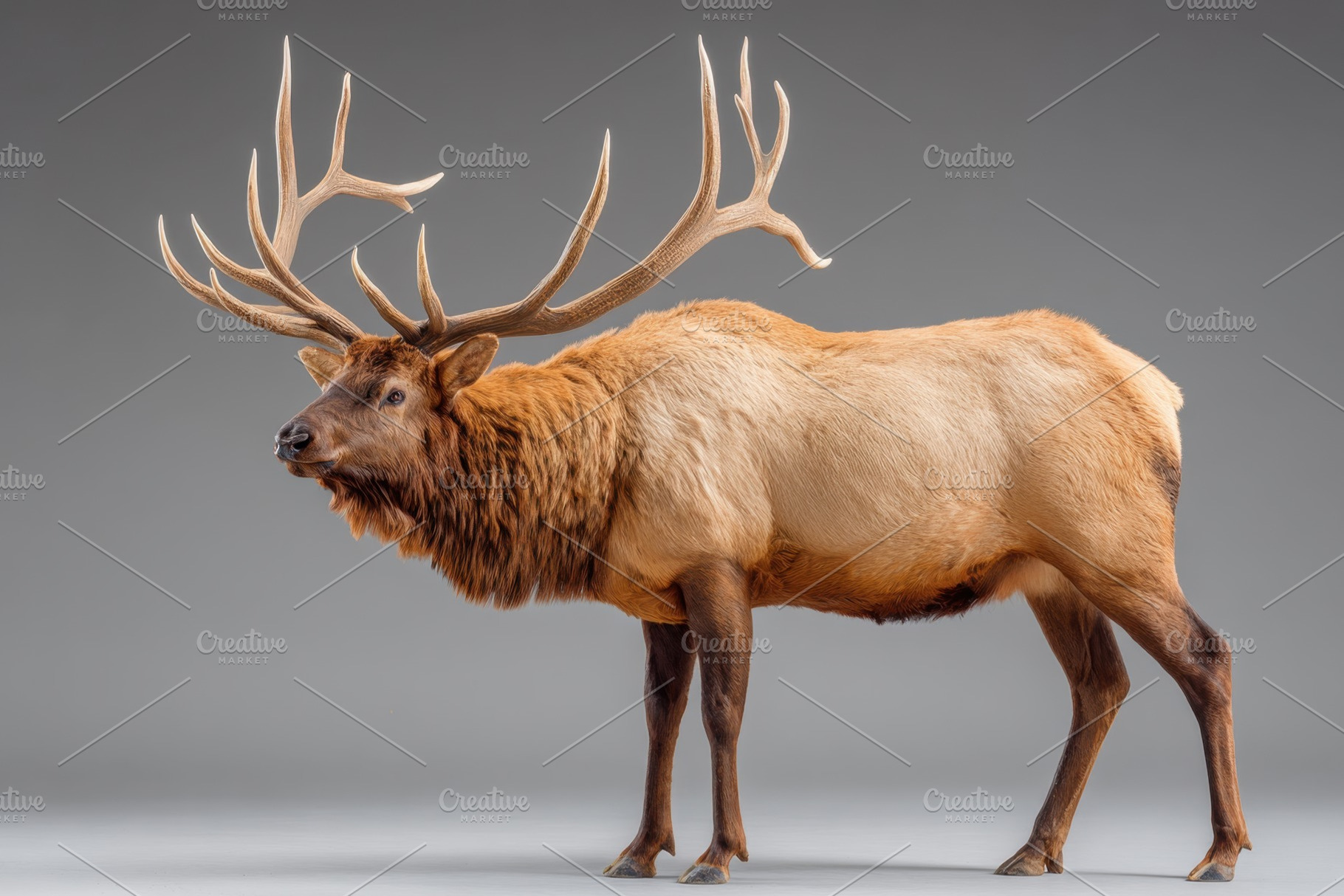 Cute deer on grey background, an Animal Photo by AlyaAnd