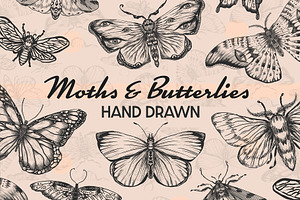 Butterfly moths bugs Procreate Stamp
