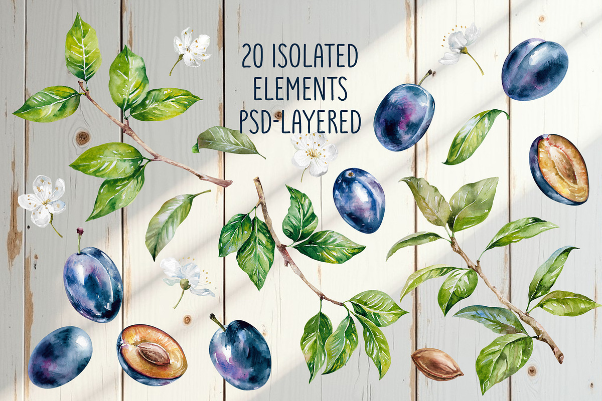 Blooming plum watercolor clipart, a Decorative Illustration by Eva Kleinman (Photo 2 of 14)