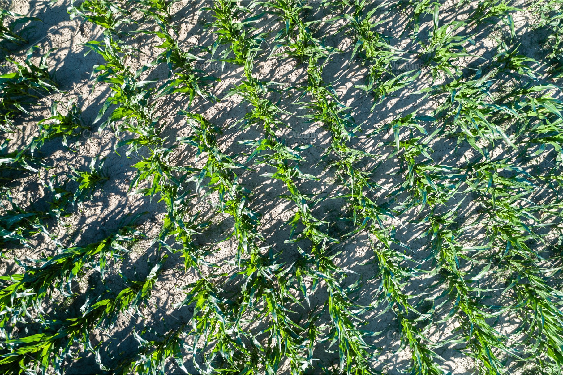 Aerial view of a maize field in Alsace, France, a Nature Photo by Leonid Andronov