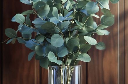 Eucalyptus in glass vase, a Nature Photo by Beautiful things