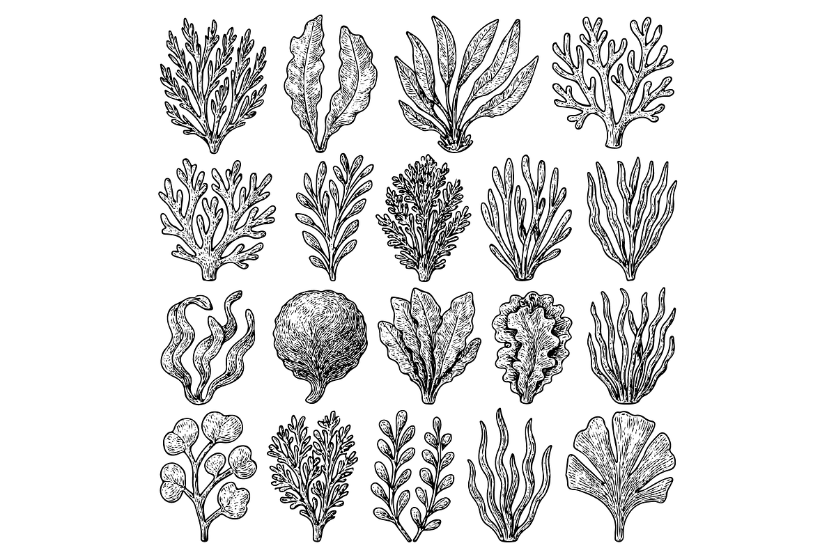 Seaweed Varieties for Cooking, an Object Graphic by RT Studio (Photo 3 of 3)