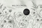 Wildflowers collection, a Decorative Illustration by Merfin (Thumbnail 1 of 11)