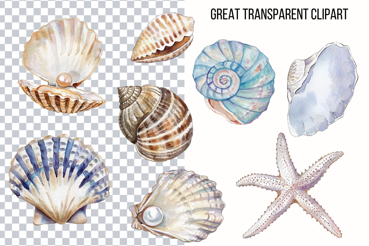 Seashell Clip Art Seashell Clipart, a Decorative Illustration by Paper Artsthetics (Photo 2 of 4)