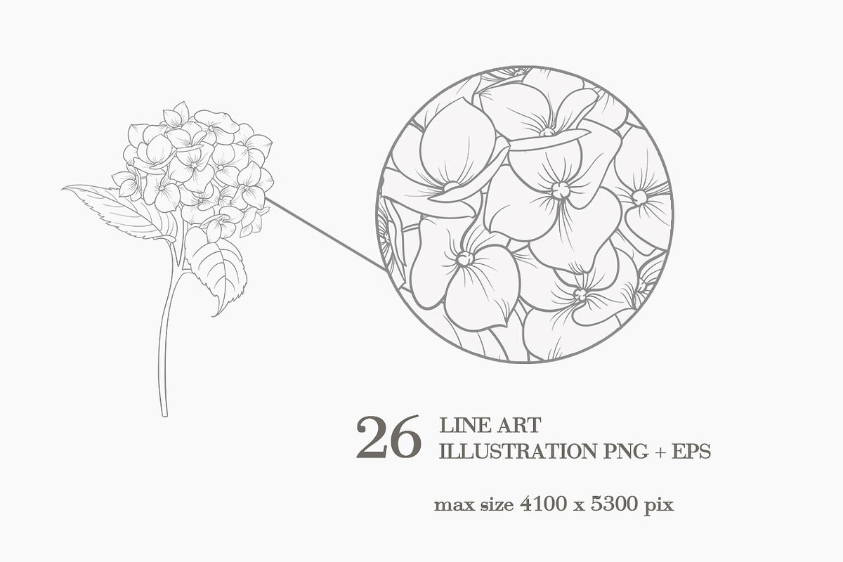 Bouquets roses & hydrangea, an Illustration by Kotkoa (Photo 4 of 8)
