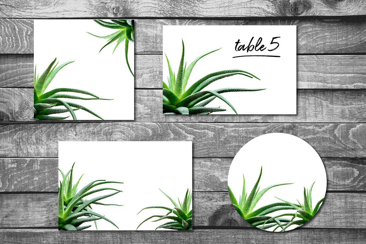 Succulents -Real Haworthia Specimens, an Object Graphic by Turning Moss (Photo 7 of 9)