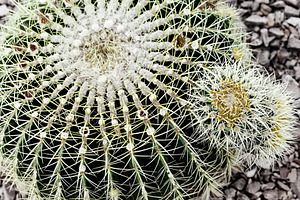 Extreme Closeup Of Cactus Plant