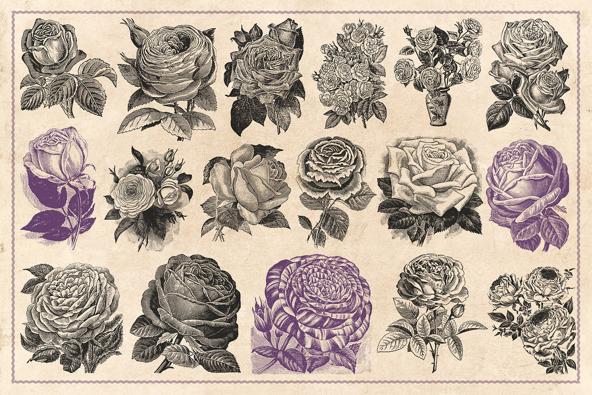 70 Vintage Rose Illustrations, an Illustration by Brigantine Designs (Photo 5 of 7)