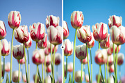 9 Nature Lightroom Presets, an Action Add-On by M E G A S E T S (Thumbnail 5 of 5)