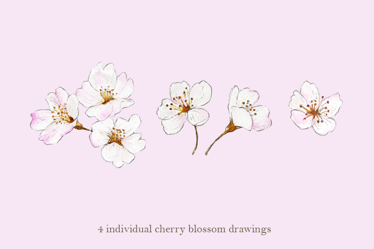 Watercolour Sakura Drawing Set, an Illustration by elpple (Photo 2 of 4)