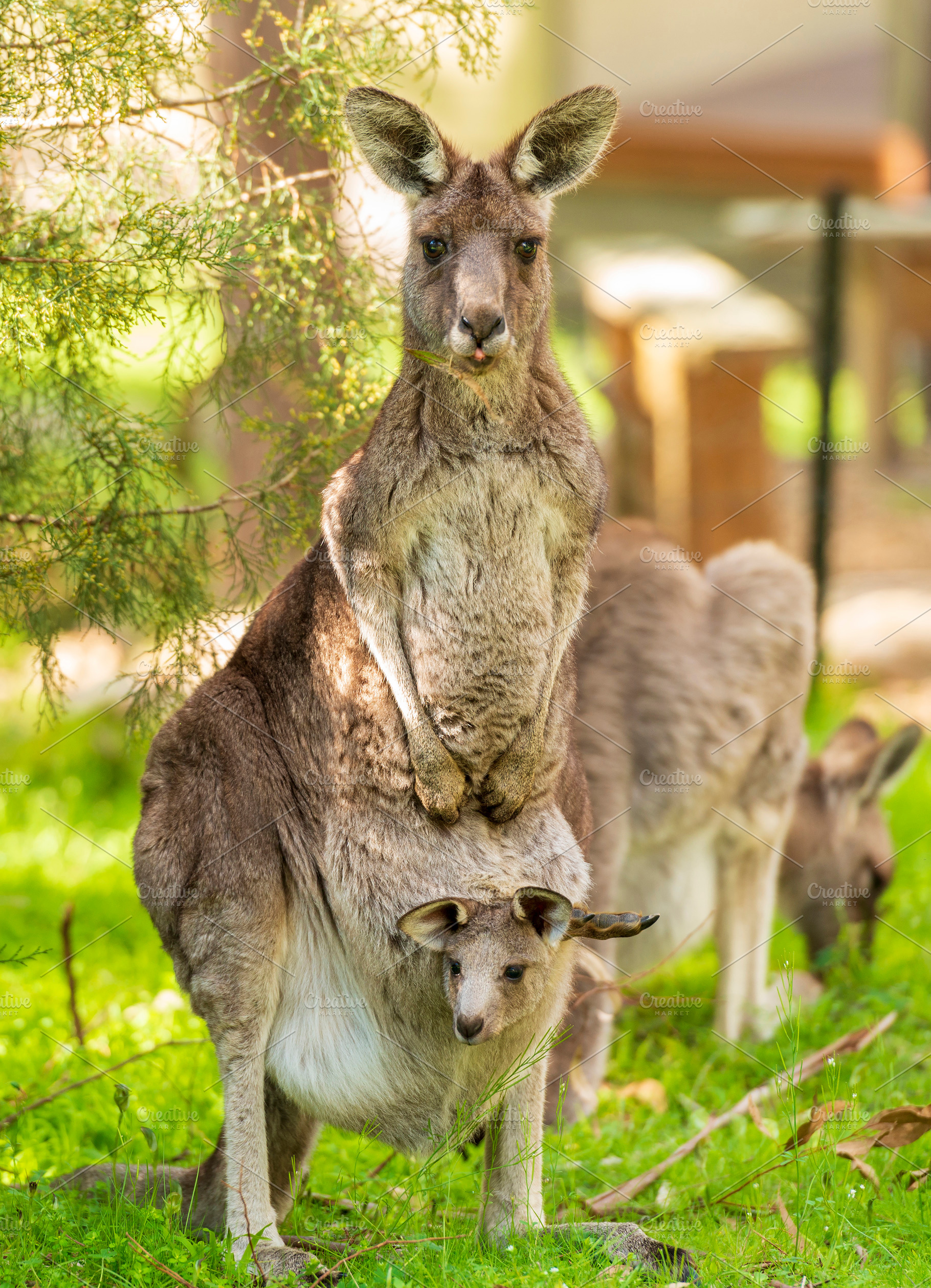 Kangaroo With Baby In Pouch, an Animal Photo by THP Creative