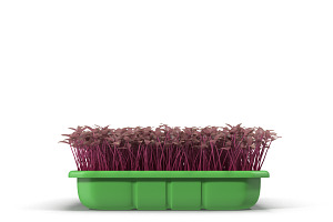 Seedlings Tray