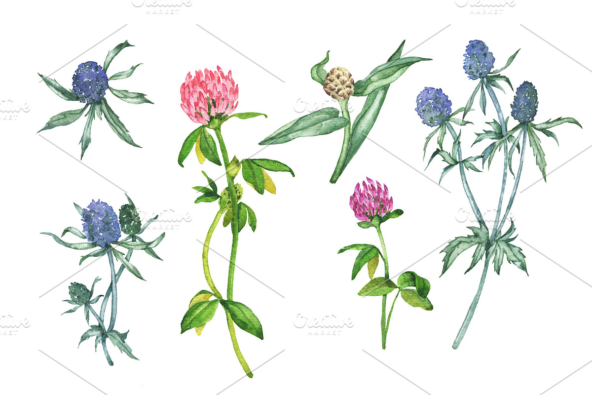 Watercolor floral set, an Illustration by Watercolor & sketches (Photo 3 of 7)