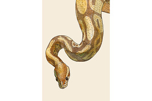 Watercolor and ink Python