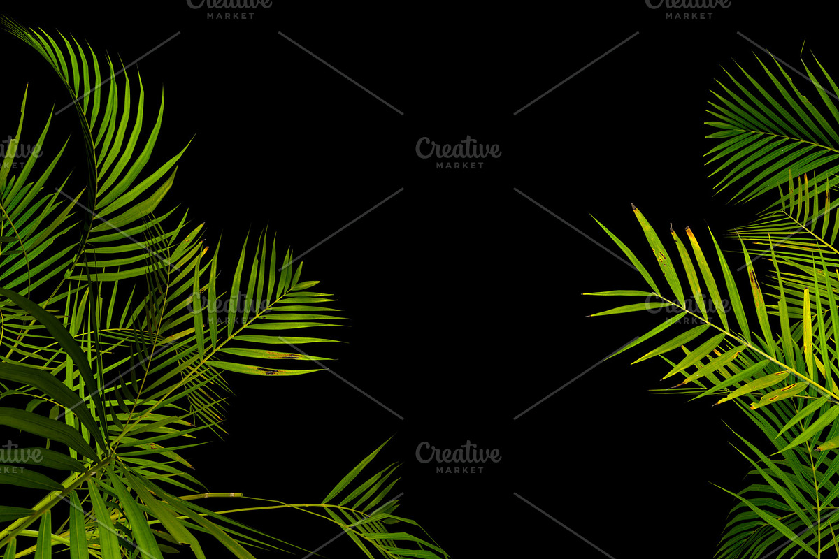 Tropical palm plant leaf on black, a Decorative Illustration by Shanvood art