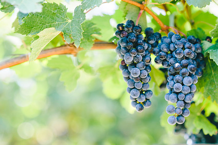 Closeup of blue grape in vineyard wi, a Background Photo by hitdelight