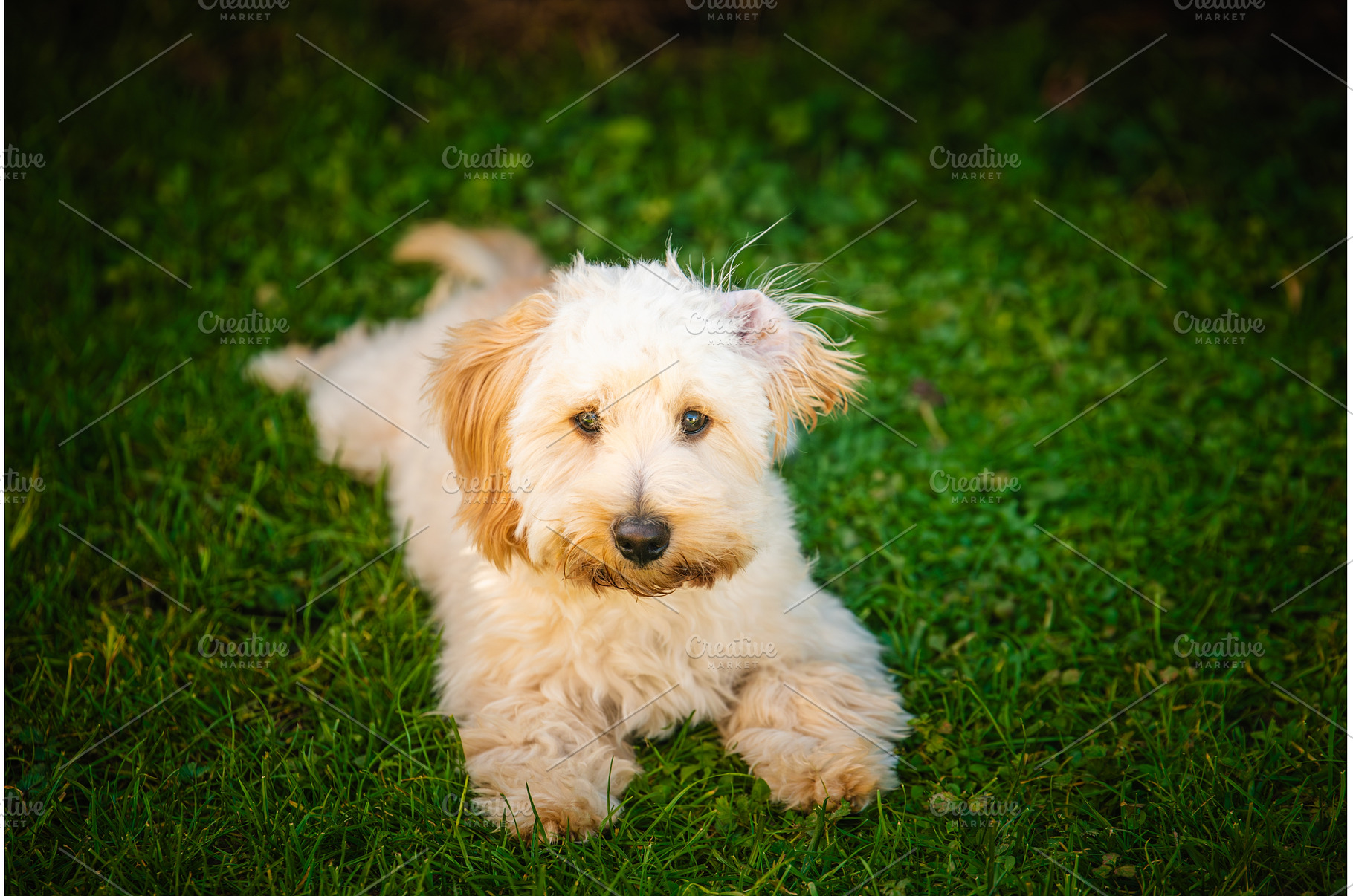 Maltipoo Puppy Portrait Relaxing on, an Animal Photo by MadPhotos