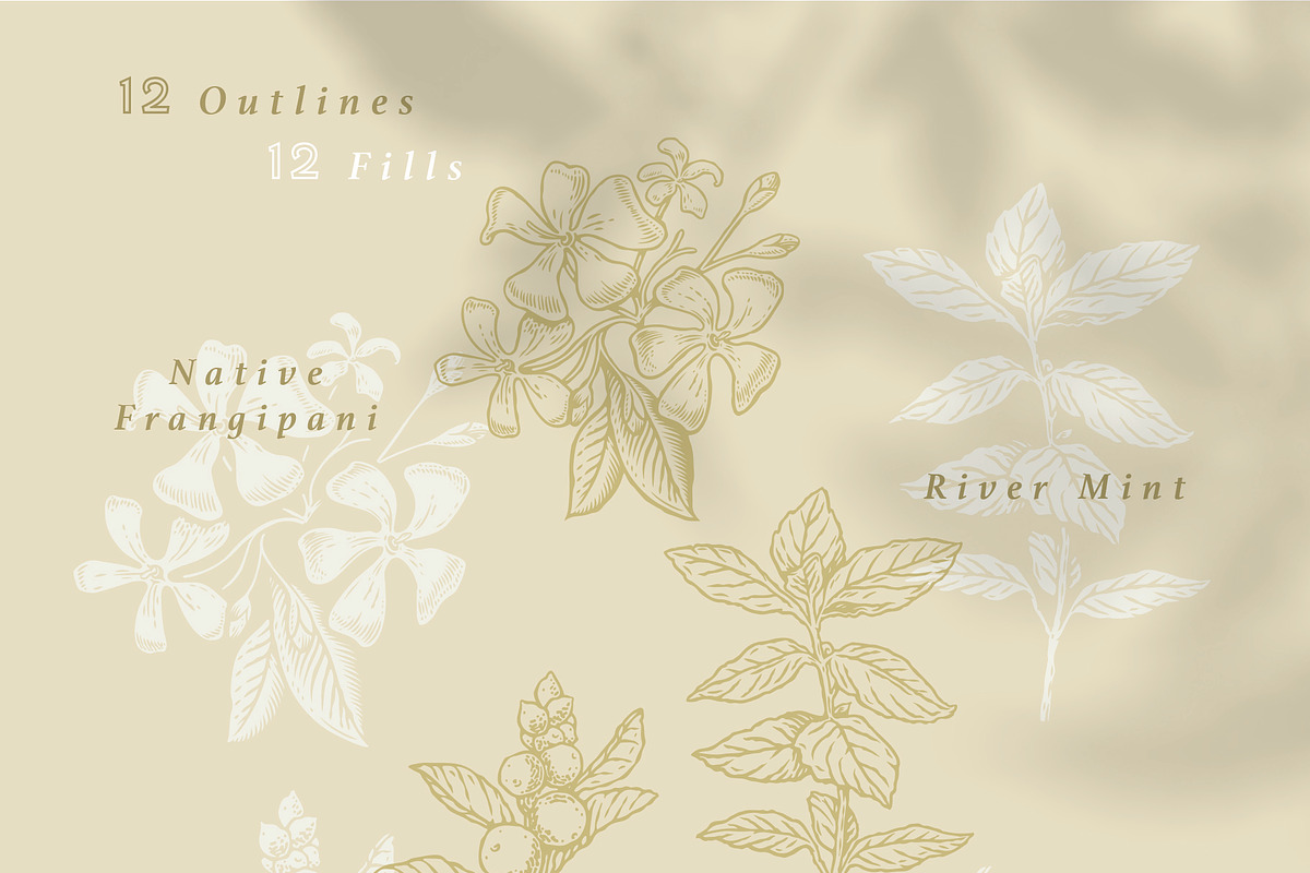 Australian Aromatic Botanicals Set, a Decorative Illustration by rouxsupplyco (Photo 6 of 8)