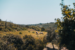 Donkeys grazing on green hillside, an Animal Photo by SkyNext