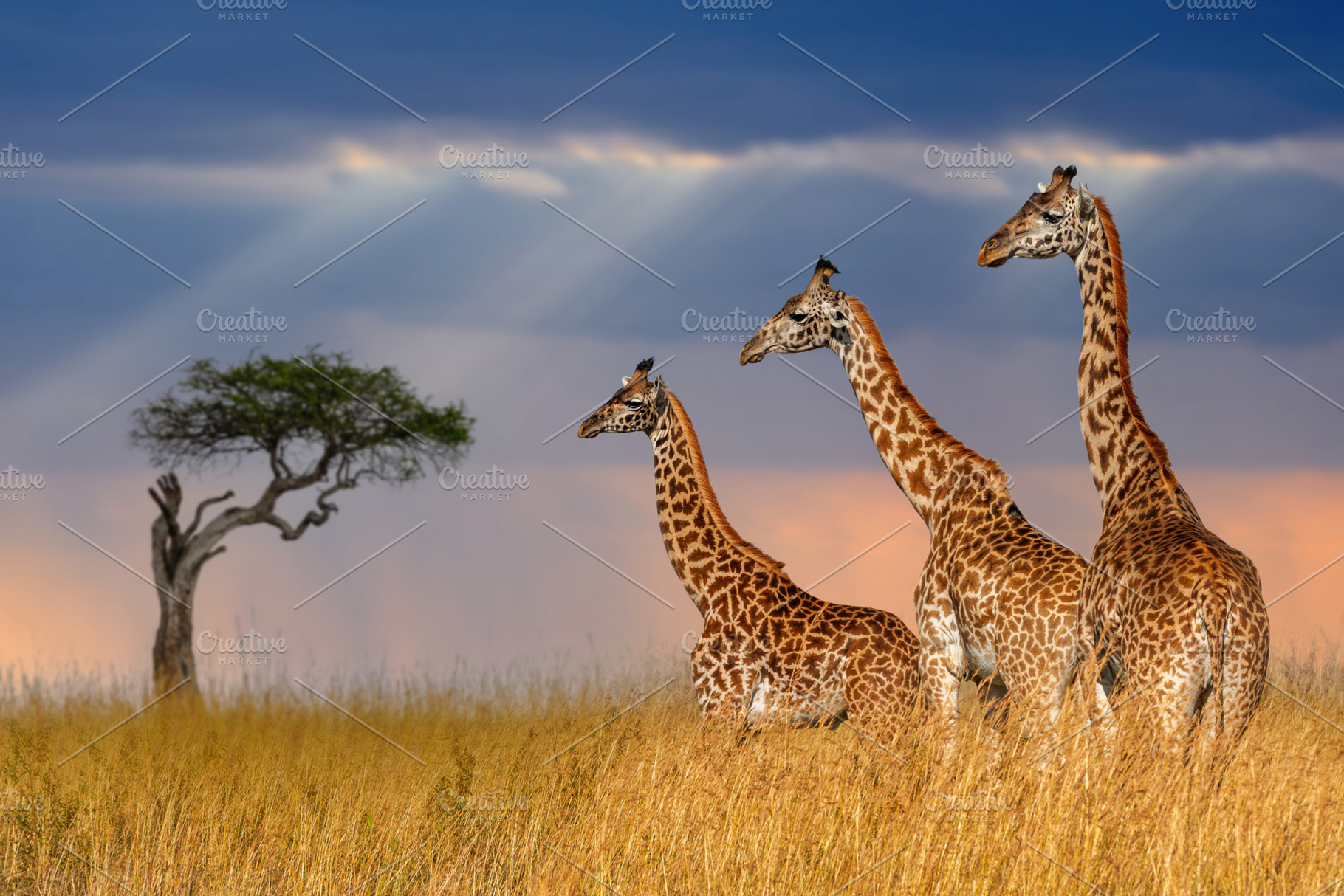 Three giraffe in National park of Kenya, an Animal Photo by Byrdyak