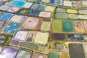 Aerial view of tiger prawn farm containing agriculture, farm, and food