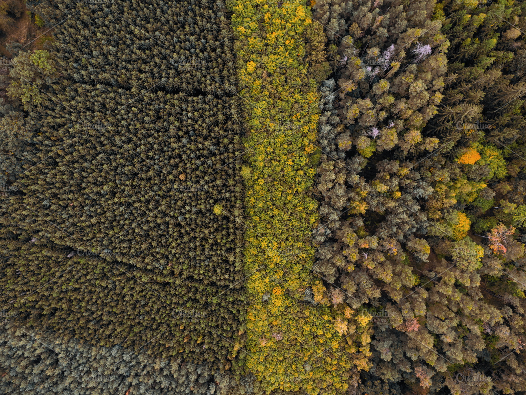 Autumn #5, a Nature Photo by jakub_kopecky
